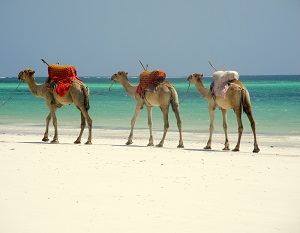 The exotic beaches of Kenya